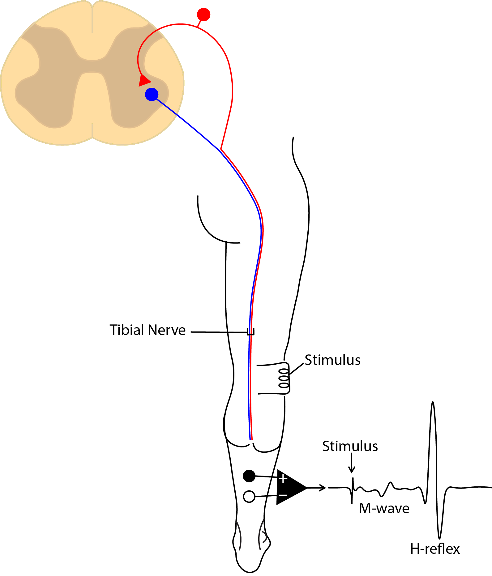 What Is Reflex Operant Conditioning Roc Operant Conditioning